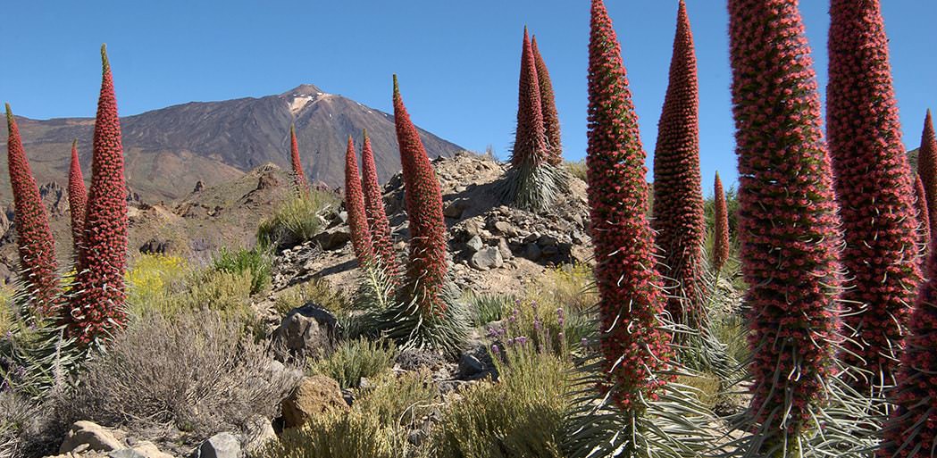red tajinaste flowers with Mt Teide in the background in Teide National Park, Tenerife.