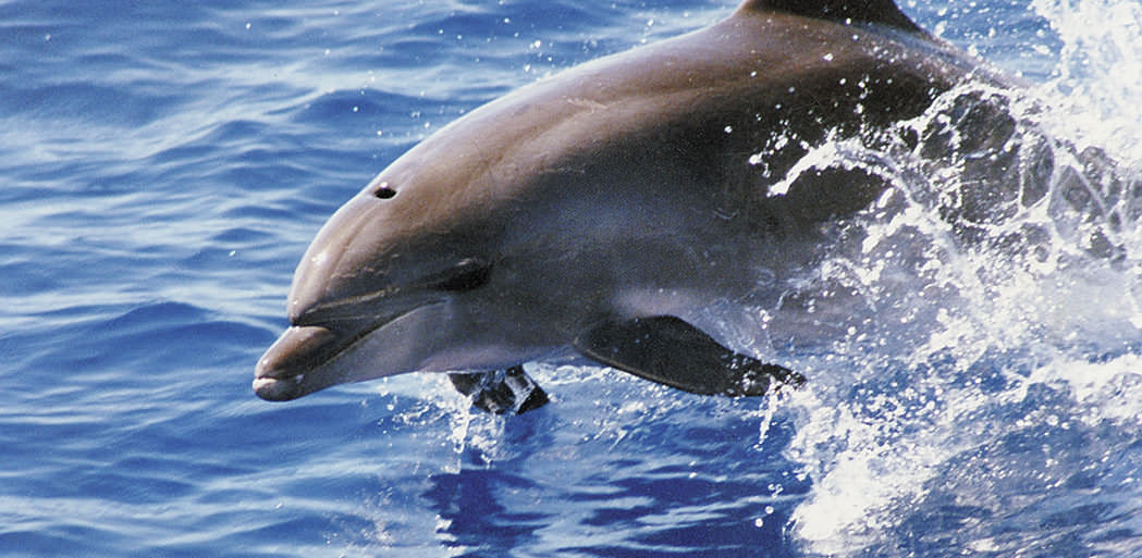 Dolphin in the wild in the seas surrounding Tenerife.