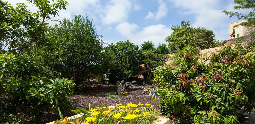 The fruit orchard at La Bodega Casa Rural, self catering cottages in San Miguel, Tenerife.