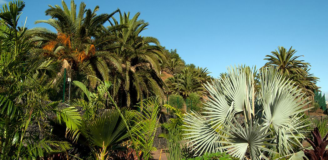 palmetum tenerife, canarische eilanden