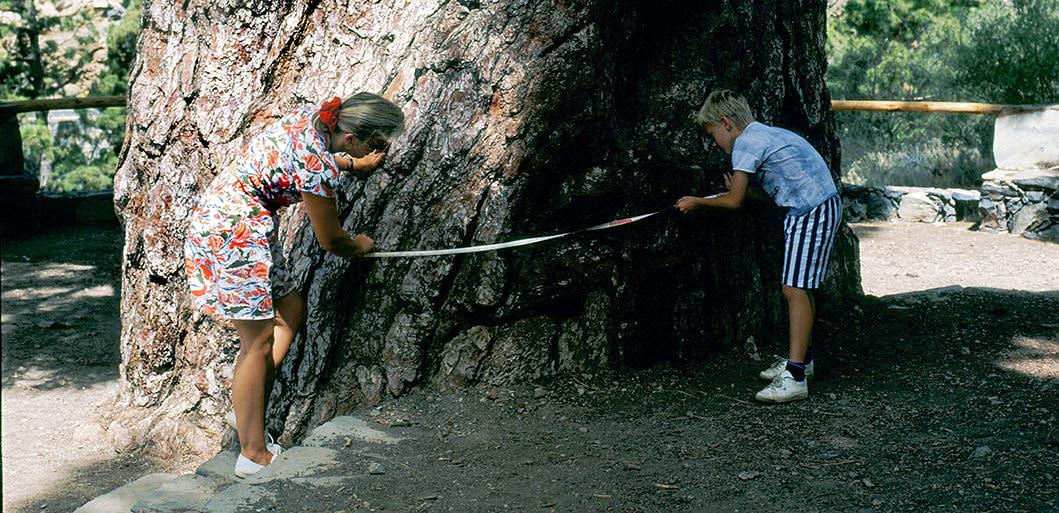 Pino Gordo, Vilaflor, Tenerife. Un pino de 700 años de edad